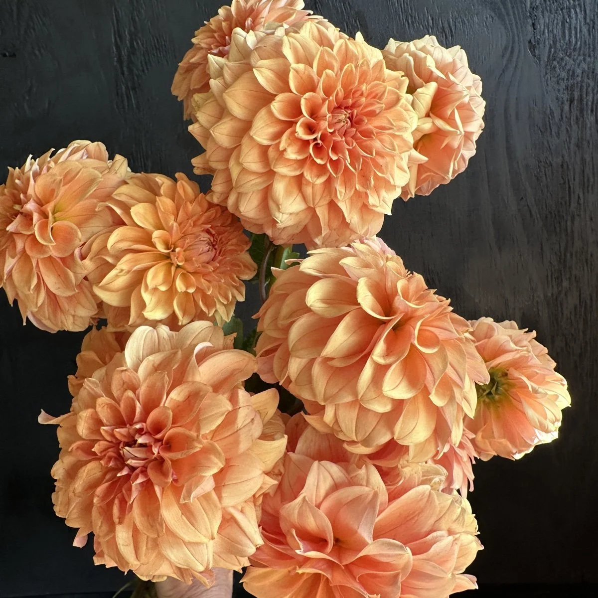 Dahlia Lee's Satsuma Sorbet — GOLDENROD GARDENS